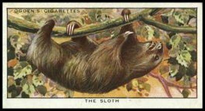 50 Sloth